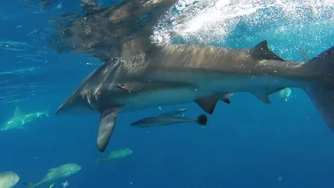 School of blacktip sharks Stock Footage 116265577