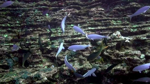 School of blue and black oceanic fish on El Boiler rock Video stock 80927445