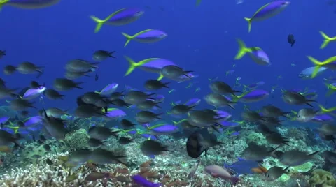 School of blue fish in the clean sea reef. Stock Footage 59677879