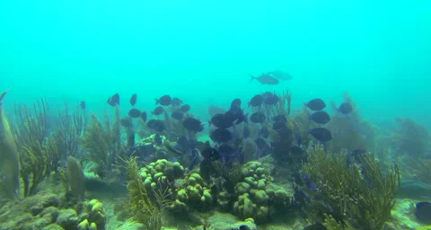School of blue fish Stock Footage 42848589