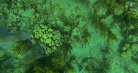 School of blue fish Stock Footage 42849354