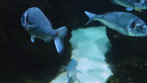 A school blue fish  Video stock 234145780