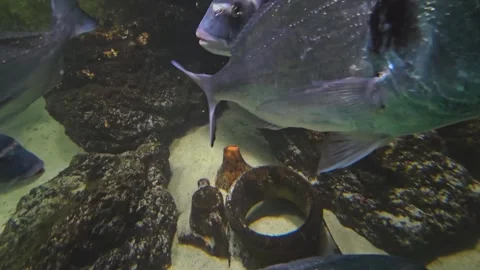 A school blue fish Stock Footage 257366436