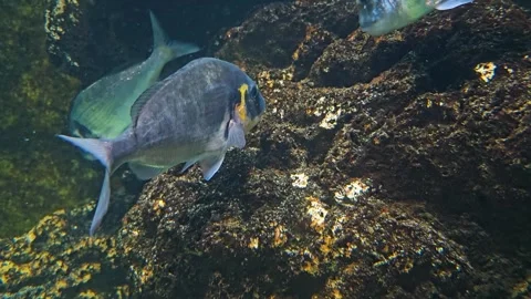 A school of blue fish  Stock Footage 266885920