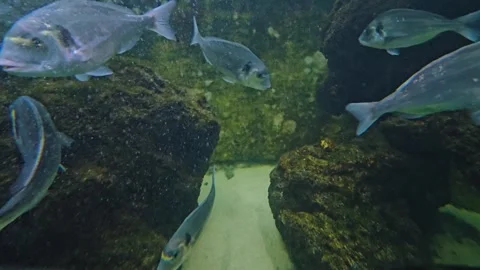 A school of blue fish Stock Footage 269694443