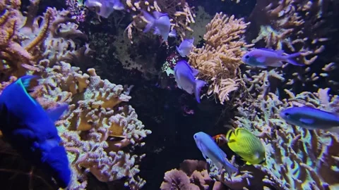 A school of blue fish Stock Footage 294411015