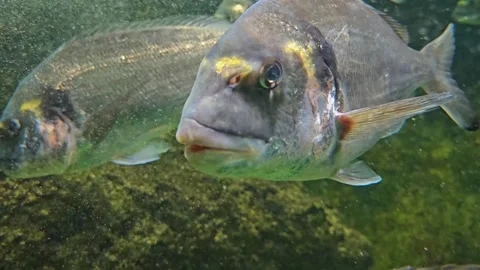 A school blue fish Stock Footage 296849730