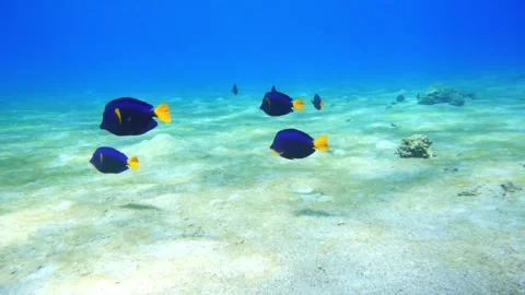 A school of blue fish Stock Footage 310906159