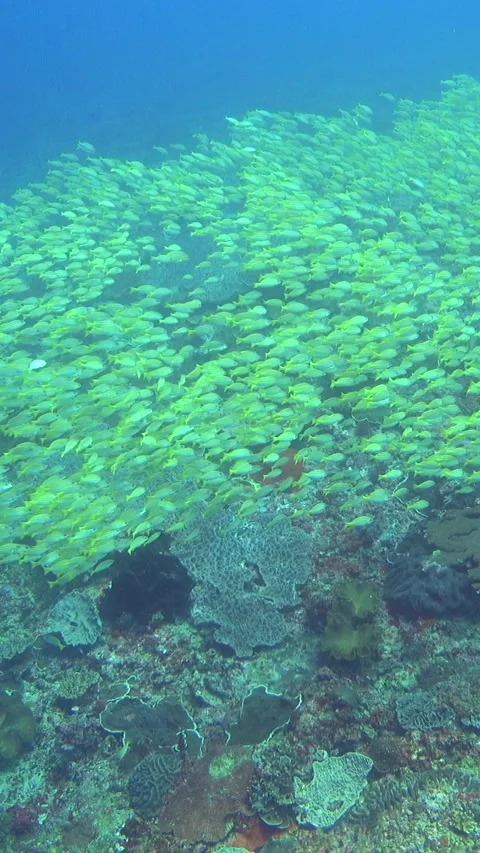 School of blue-lined snapper swimming over coral reef Stock Footage 224922660