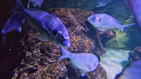 A school of blue sparidae fish floating Stock Footage 296555677