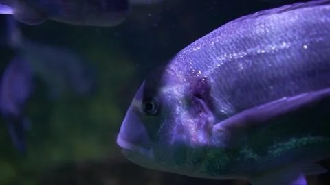 A school of blue sparidae fish Stock-Footage 294904377