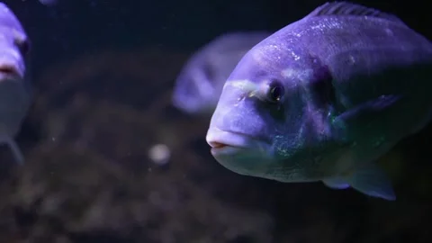 A school of blue sparidae fish  Stock Footage 294930627