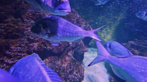 A school of blue sparidae fish moving around Stock Footage 296540802