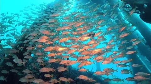 School of blue striped grunts around pillar Stock Footage 87210209