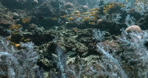School of blue striped snapper fish swimming near corals. Video stock 262316431