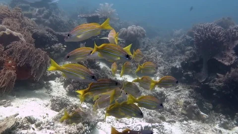 School of Blue-stripped snapper, (Lutjanus kasmira) upon corals of Raja Ampat Stock Footage 84712754