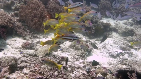 School of Blue-stripped snapper, (Lutjanus kasmira) upon corals of Raja Ampat Stock Footage 84712788