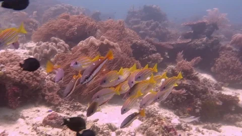 School of Blue-stripped snapper, (Lutjanus kasmira) upon corals of Raja Ampat Stock Footage 84712889