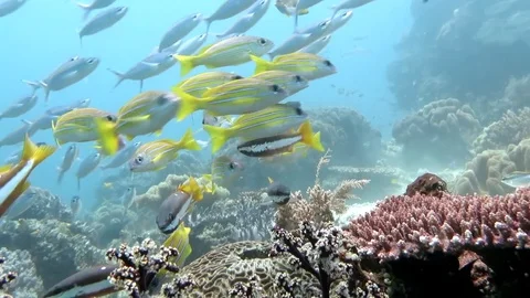 School of Blue-stripped snapper, (Lutjanus kasmira) upon corals of Raja Ampat Stock Footage 84712926