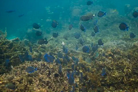 School of blue tang fish Stock-Fotos