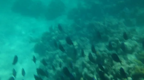 School of Blue Tang1 Stock Footage 38423658