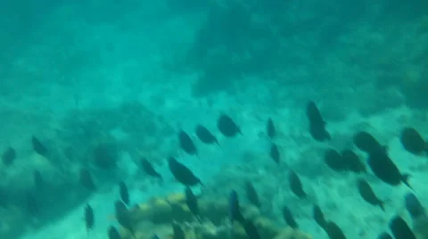 School of Blue Tang2 Stock Footage 38423730