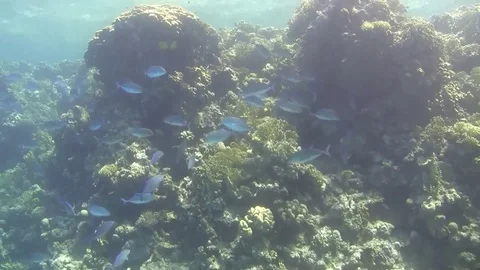 School of bluefin trevally Video stock 77414945
