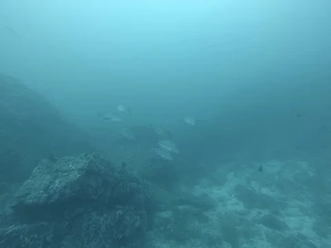 School of bluefin trevally Stock Footage 82921459