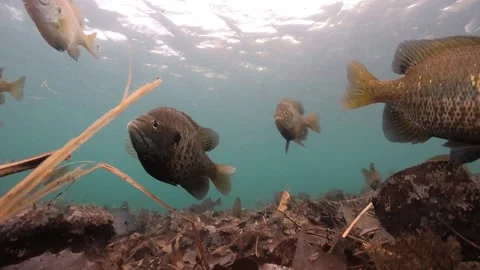 School of bluegill on a leafybottom in clear shallow water stationary camera Stock Footage 230924282