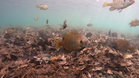 A school of bluegill spawning over a leafy bottom in clear shallow water Stock Footage 230924276