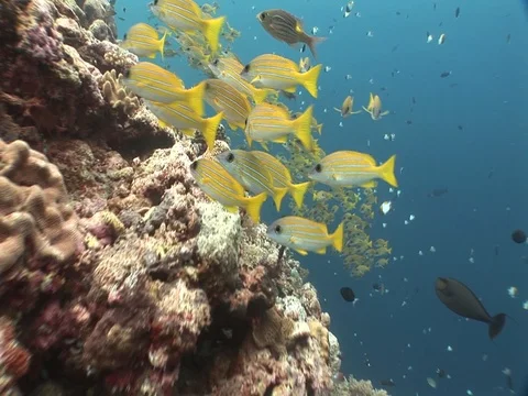 School of Blueline Snapper Stock Footage 98709441