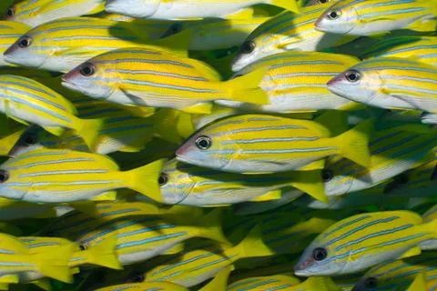 School of Bluelined snapper Stock Photos