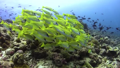 School of bluestipe snappers forming a compact ball over coral slope, Stock Footage 161796961