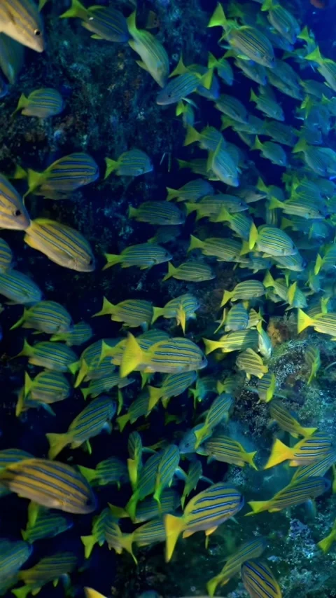 School of Bluestripe Snapper Glides Gently Over the Reef Stock Footage 320059756