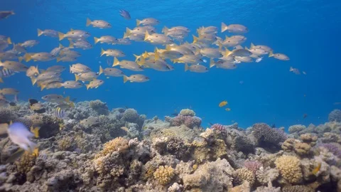 School of Bluestripe snapper swimming over corals from left to right Stock Footage 108040155