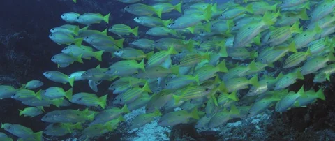 A school of Bluestripped snapper Stock Footage 94592916