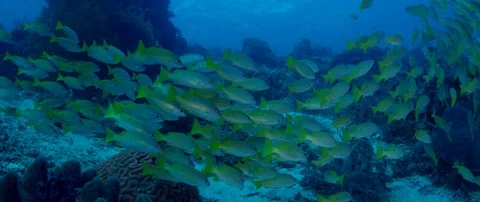 A school of Bluestripped snapper Video stock 94594254