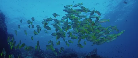 A school of Bluestripped snapper Vidéo 94595017