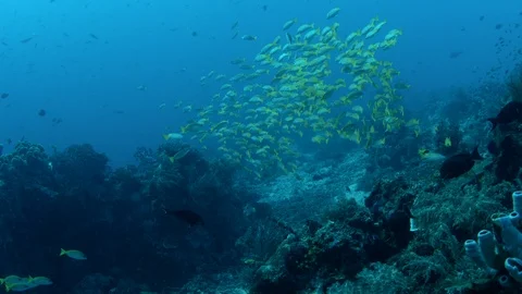 A school of Bluestripped snapper Stock Footage 94606013