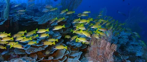 A school of Bluestripped snapper Stock Footage 103242829