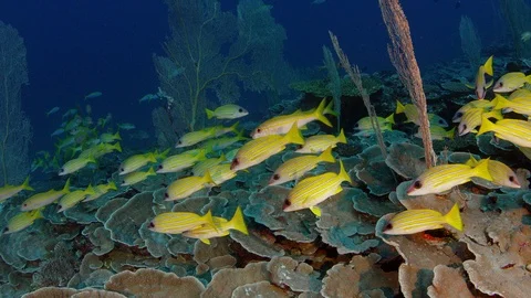 A school of Bluestripped snapper Stock Footage 103251925