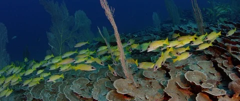 A school of Bluestripped snapper Видео 103252988