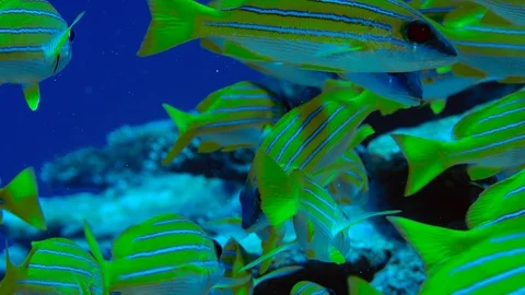 A school of Bluestripped snapper Stock Footage 104097977