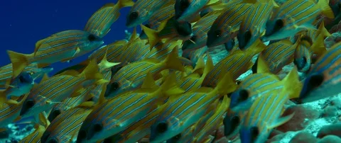 A school of Bluestripped snapper Stock Footage 104115693