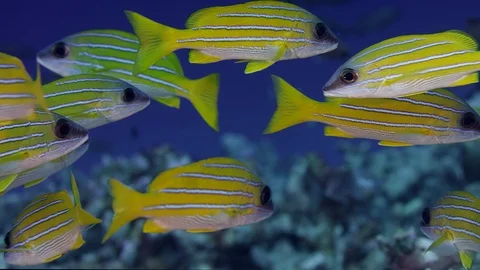 A school of Bluestripped snapper Stock Footage 104229598