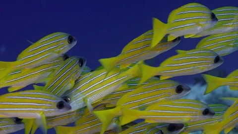 A school of Bluestripped snapper Stock Footage 104232625