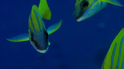 A school of Bluestripped snapper Stock Footage 107144676