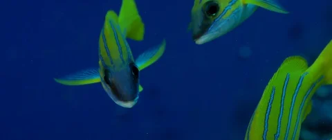 A school of Bluestripped snapper Stock Footage 107402068