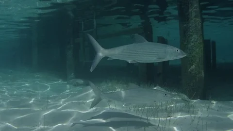 School of Bone Fish swim past camera Stock-Footage 77322409