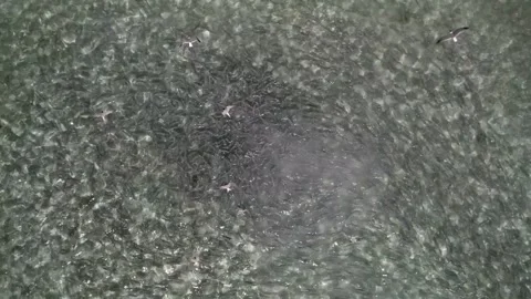 A school of bonefish being attacked by a barracuda, captured from a Stock Footage 278640188